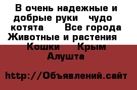 В очень надежные и добрые руки - чудо - котята!!! - Все города Животные и растения » Кошки   . Крым,Алушта